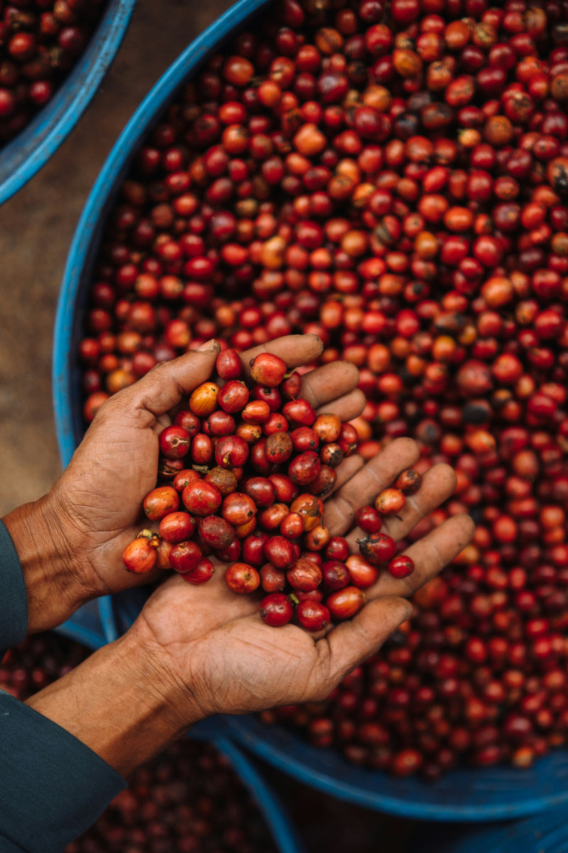 Hands sorting coffee cherries at origin