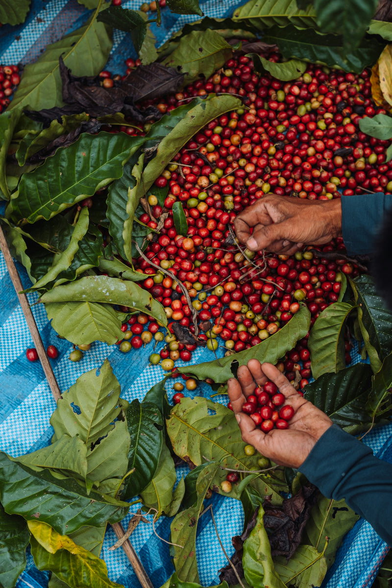 Coffee cherry sorting and processing