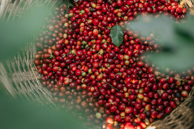 Freshly harvested coffee cherries